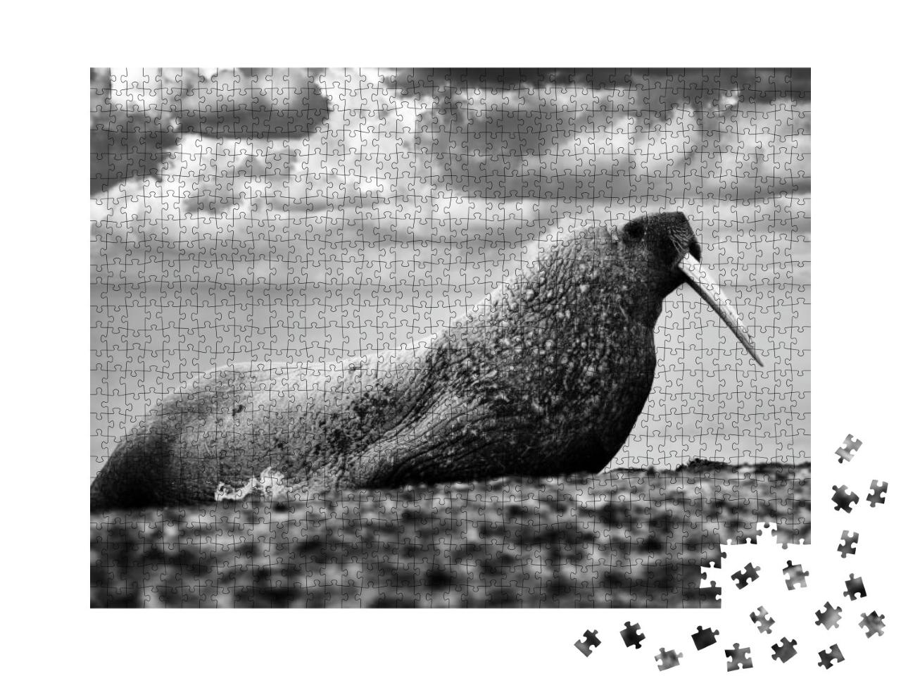 Nature - Black & White Art. Walrus on the Sand Beach. Det... Jigsaw Puzzle with 1000 pieces
