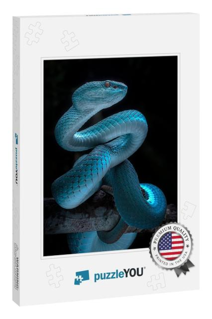 Venomous Viper Snake - Reptile/Snake Photo Series... Jigsaw Puzzle