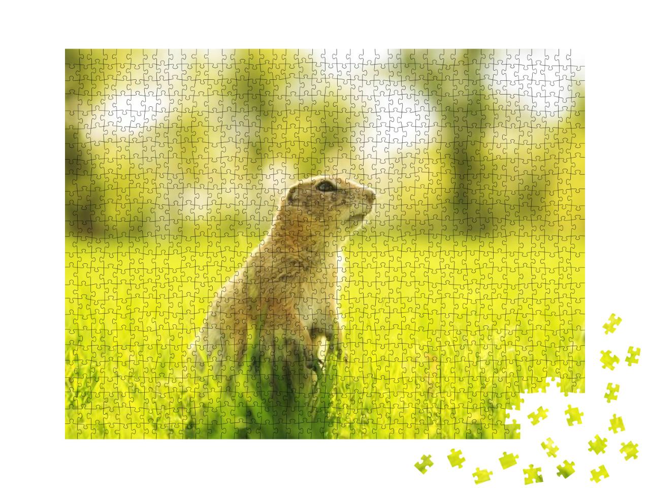 Marmot in the Grass. Gopher Portrait in Sunny Meadow... Jigsaw Puzzle with 1000 pieces