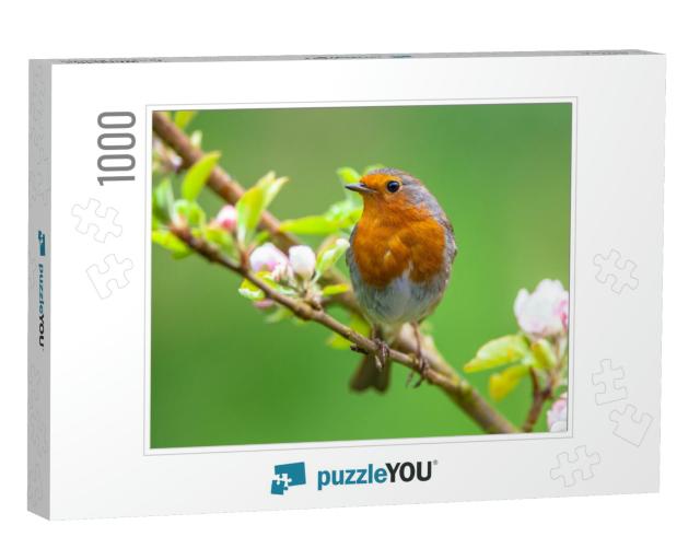 A Red Robin Erithacus Rubecula in Between White Fruit Blo... Jigsaw Puzzle with 1000 pieces