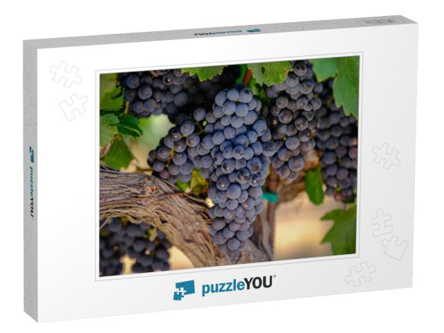 A Bunch of Red Grapes on the Vine Growing for the Wine In... Jigsaw Puzzle