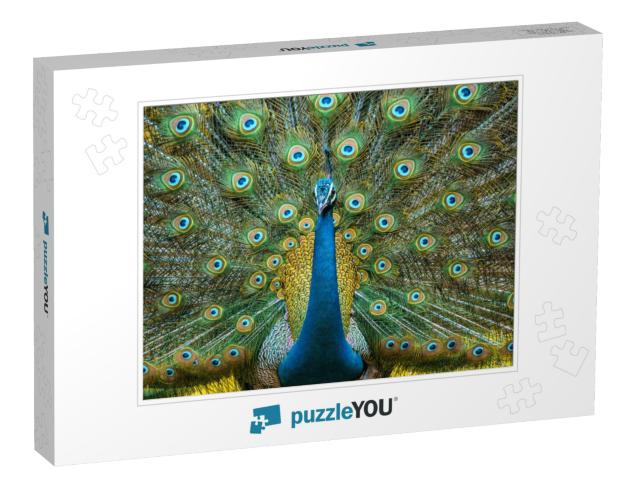 Peacock Displaying Vibrant Colors Its a National Bird of... Jigsaw Puzzle