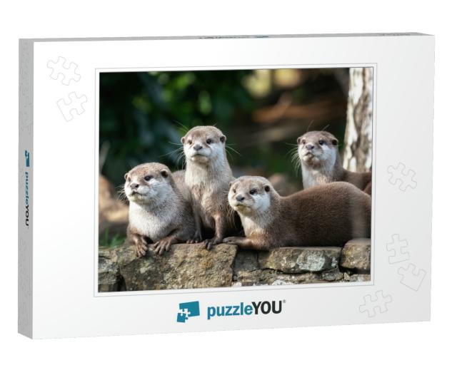 Group of Four Attentive Oriental Small-Clawed Otters... Jigsaw Puzzle