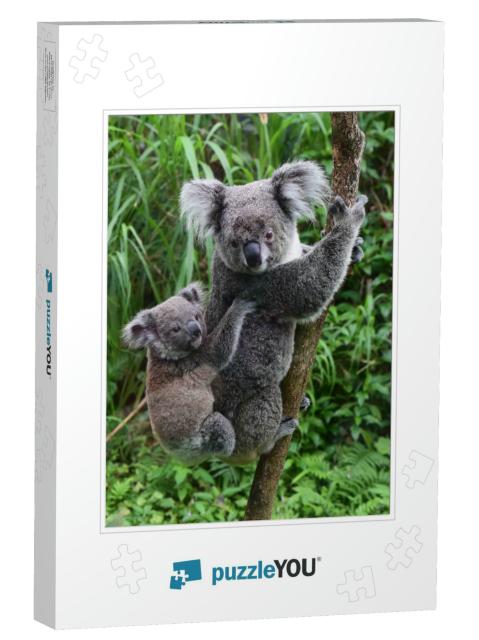 Koala Carries Baby on His Back in the Zoo of Taipei Taiwa... Jigsaw Puzzle