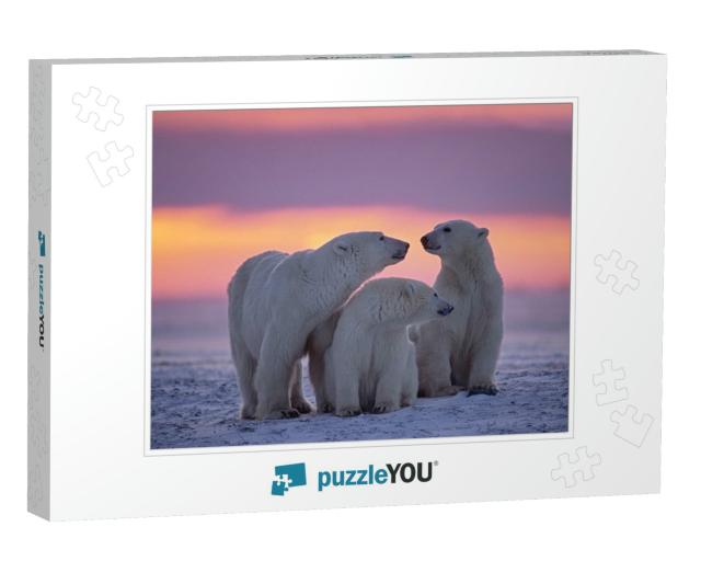 Polar Bear Family in Canadian Arctic Sunset... Jigsaw Puzzle