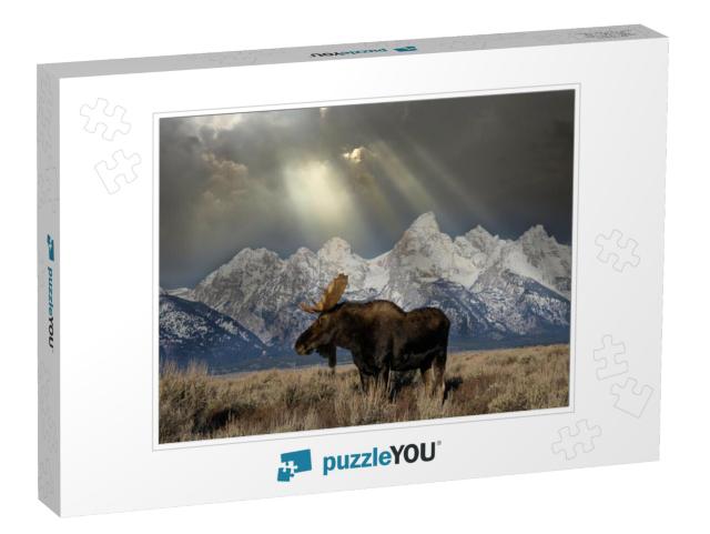 Bull Moose in Front of Grand Tetons... Jigsaw Puzzle