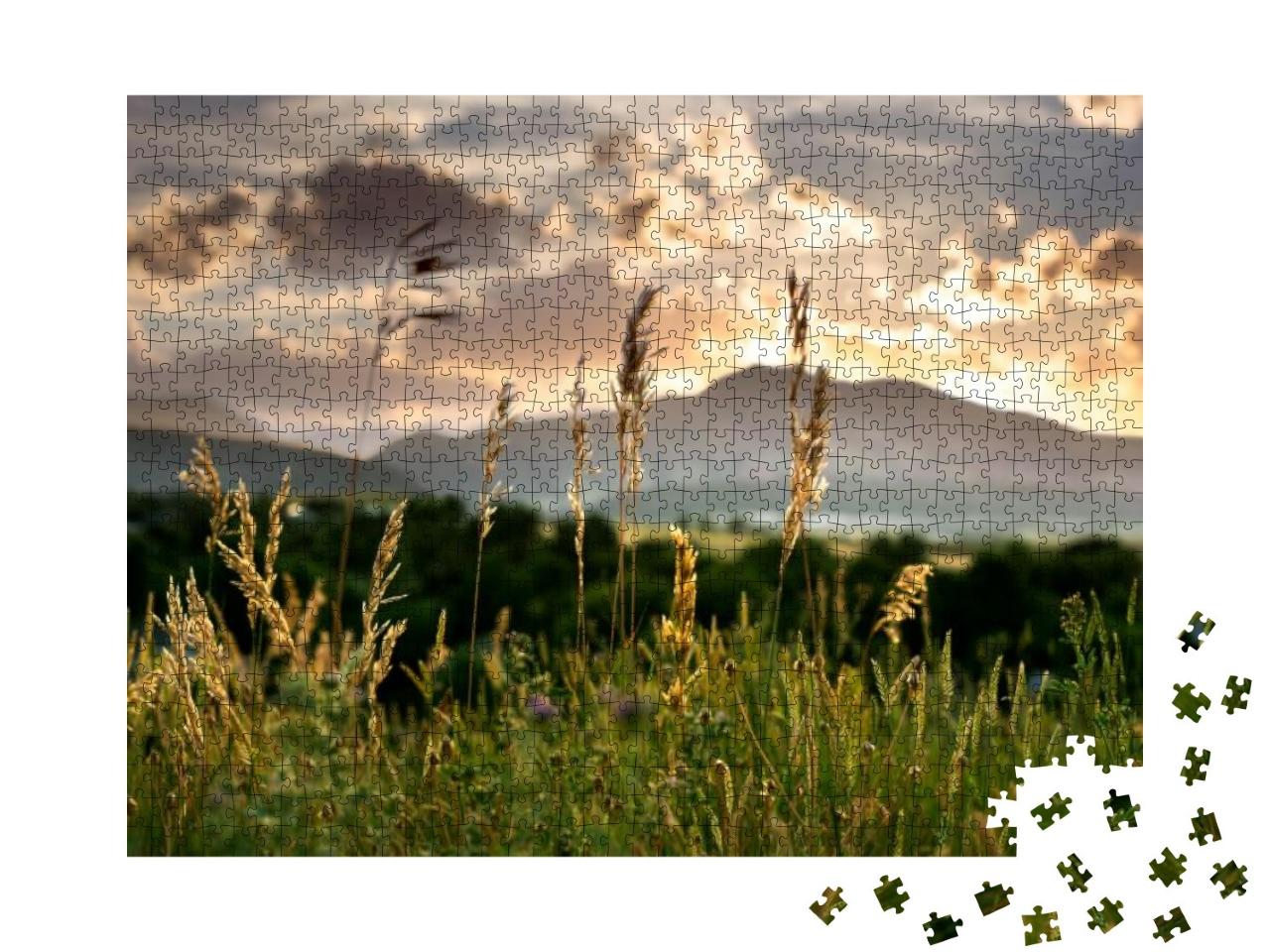 Wild Grasses During Sunset in the Colorado Front Range... Jigsaw Puzzle with 1000 pieces