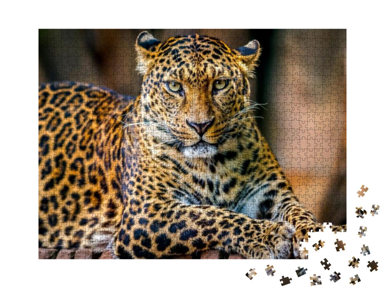 Leopard Portrait... Jigsaw Puzzle with 1000 pieces