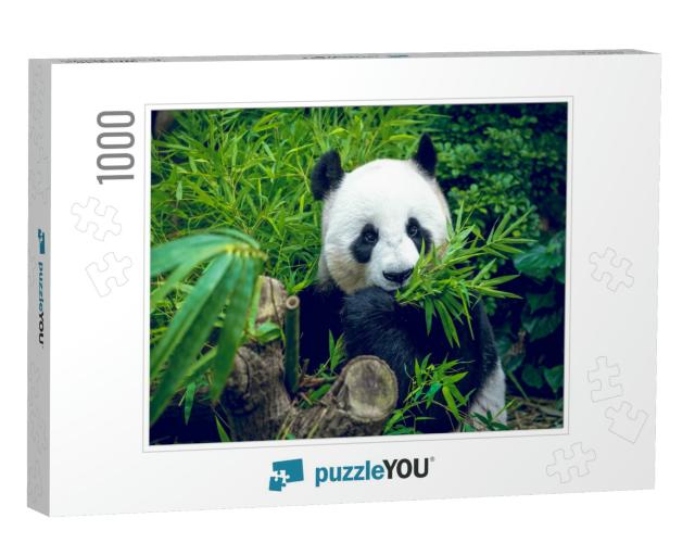 Hungry Giant Panda Bear Eating Bamboo... Jigsaw Puzzle with 1000 pieces