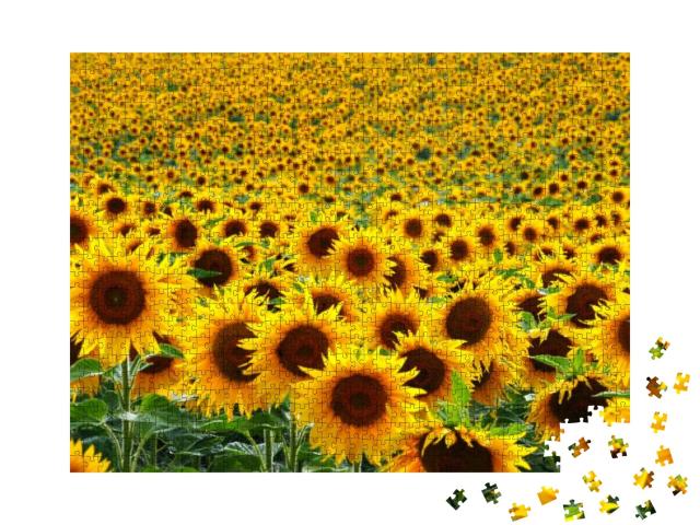 Sunflower Field... Jigsaw Puzzle with 1000 pieces