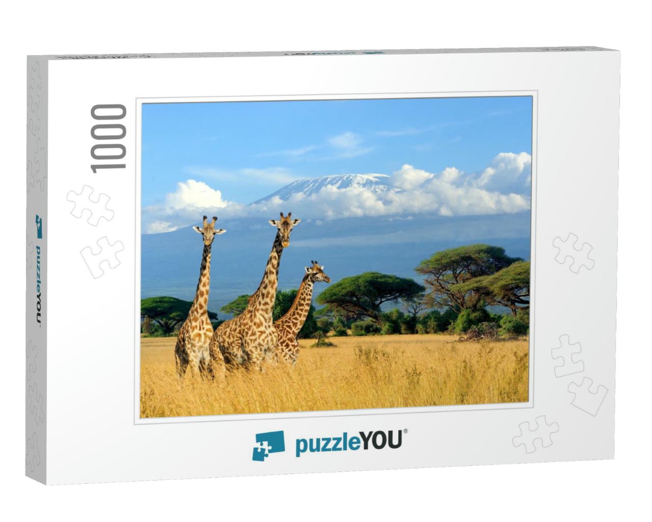 Three Giraffe on Kilimanjaro Mount Background in National... Jigsaw Puzzle with 1000 pieces