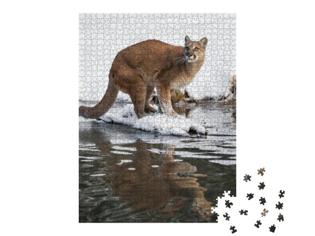 Mountain Lion At a Pond... Jigsaw Puzzle with 1000 pieces