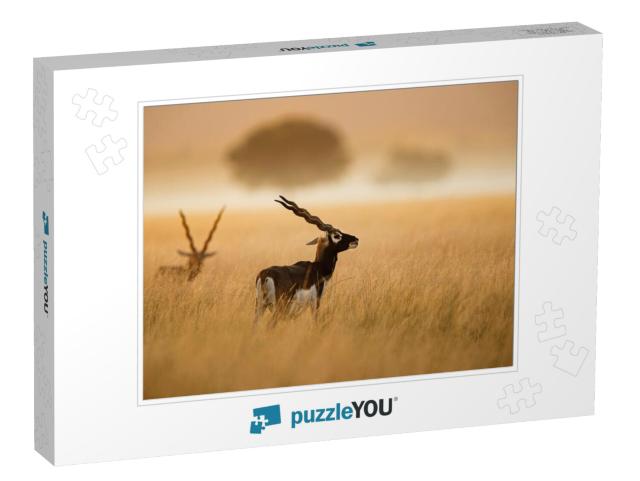 Indian Blackbuck from Tal Chappar Rajashthan... Jigsaw Puzzle