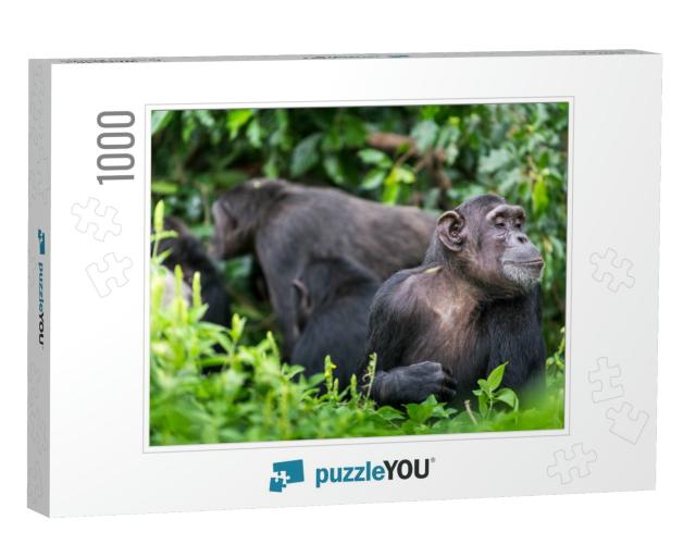 While a Chimp Group is Undertaking Social Behaviors in th... Jigsaw Puzzle with 1000 pieces
