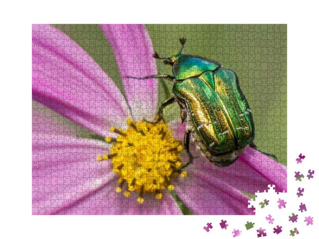 Cetonia Aurata Golden Beetle on Flower... Jigsaw Puzzle with 1000 pieces