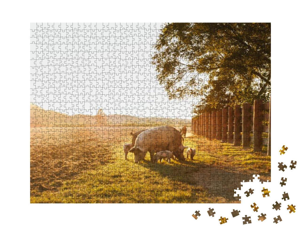 Drove of Pigs on a Pasture. Litter of Piglets in a Field... Jigsaw Puzzle with 1000 pieces