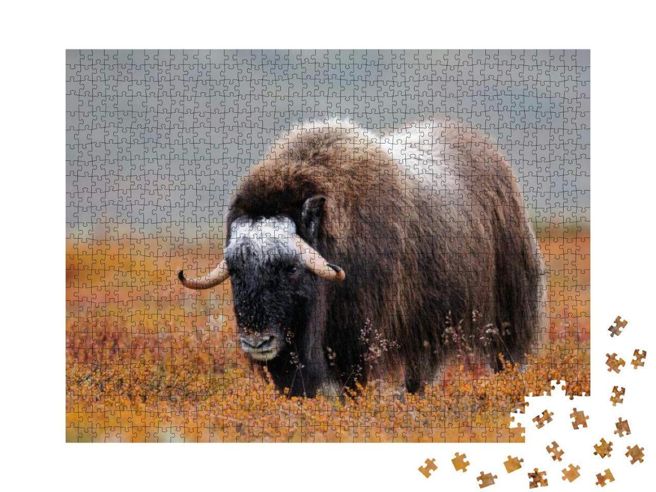 Musk Ox in a Autumn Landscape, Dovrefjell, Norway, Ovibos... Jigsaw Puzzle with 1000 pieces