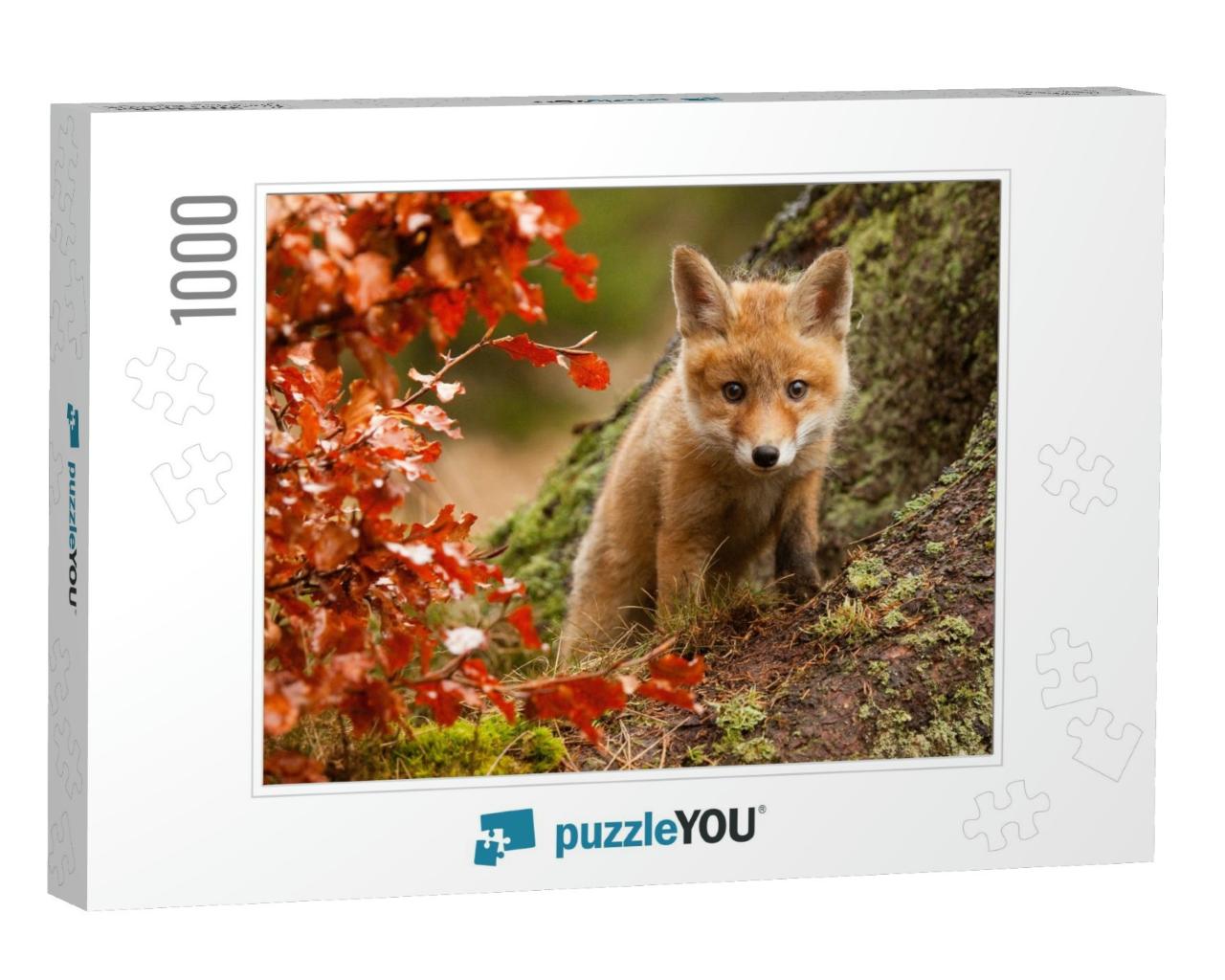 Fox... Jigsaw Puzzle with 1000 pieces