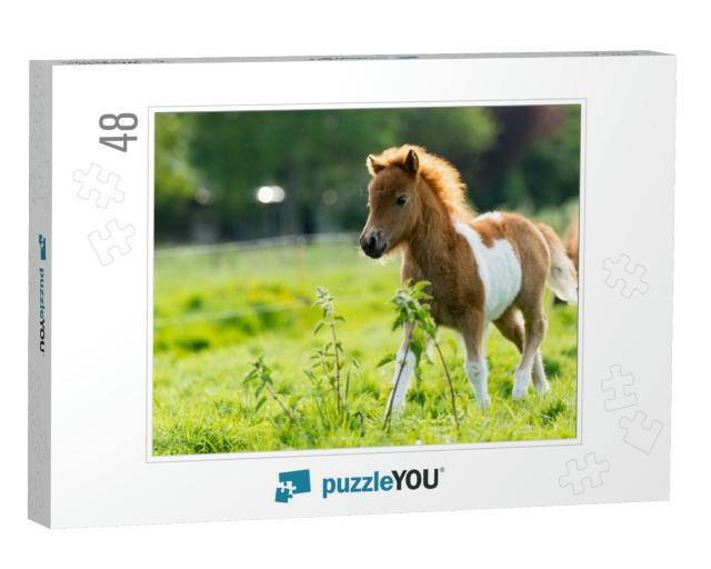 Cute Shetland Foal Walking Through the Meadow, Exploring... Jigsaw Puzzle with 48 pieces