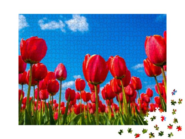 Ant Eye View of Red Tulip Flower in the Field with Vivid... Jigsaw Puzzle with 1000 pieces
