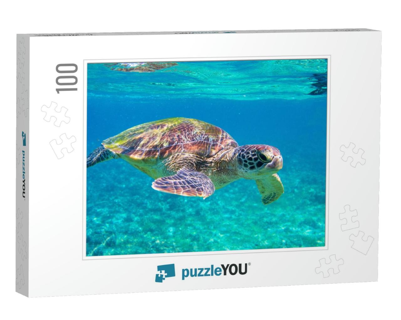 Cute Sea Turtle in Blue Water of Tropical Sea. Green Turt... Jigsaw Puzzle with 100 pieces