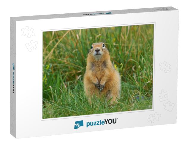 Gopher Sitting in the Summer Grass... Jigsaw Puzzle