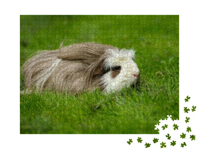 Guinea Pig Coronet, Longhaired with a Crest, Outdoors in... Jigsaw Puzzle with 1000 pieces