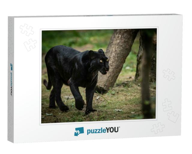 Black Panther in the Forest... Jigsaw Puzzle