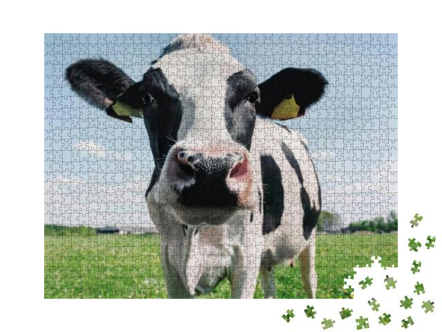 Cow on the Background of Sky & Green Grass... Jigsaw Puzzle with 1000 pieces