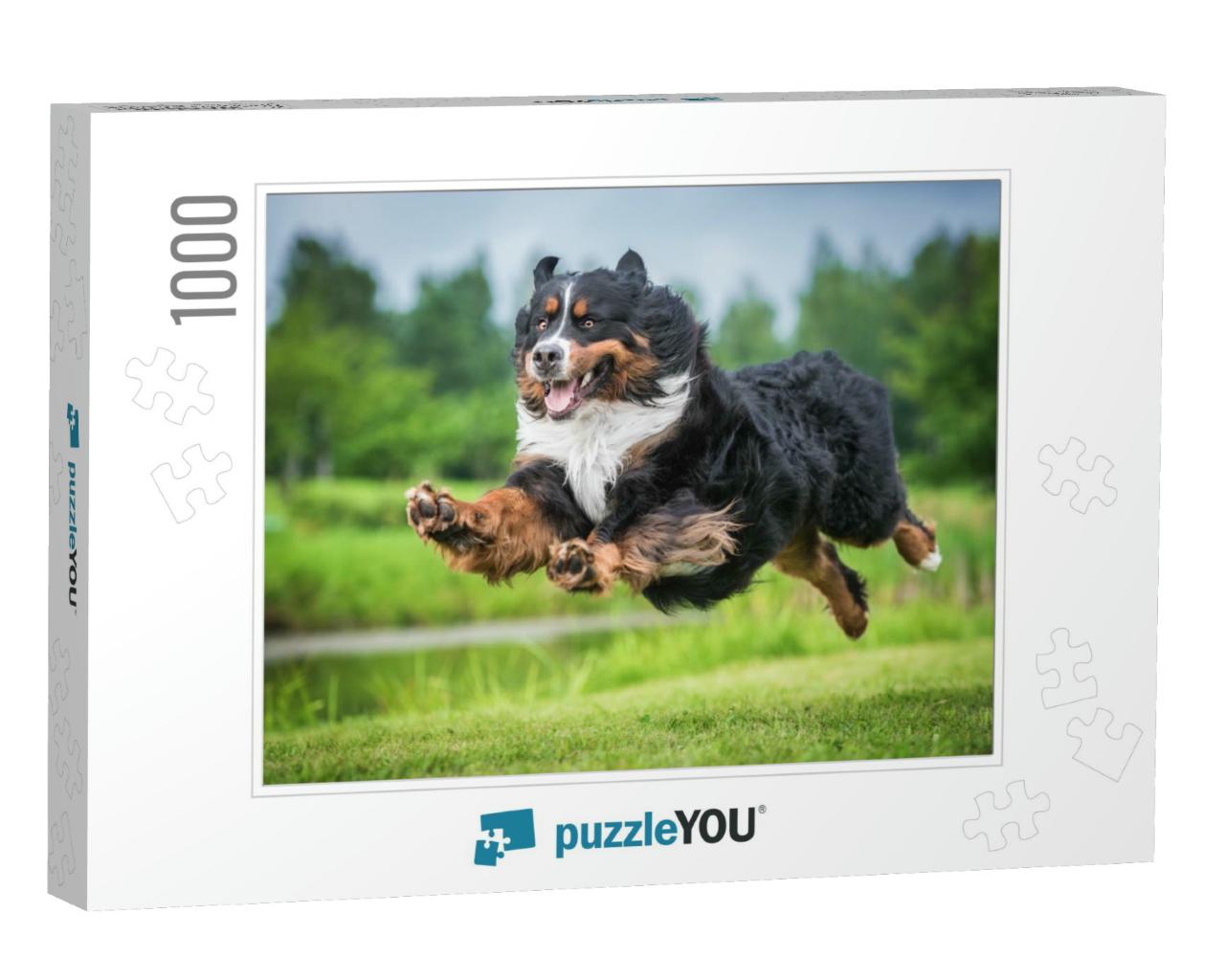 Bernese Mountain Dog Flying in the Air... Jigsaw Puzzle with 1000 pieces