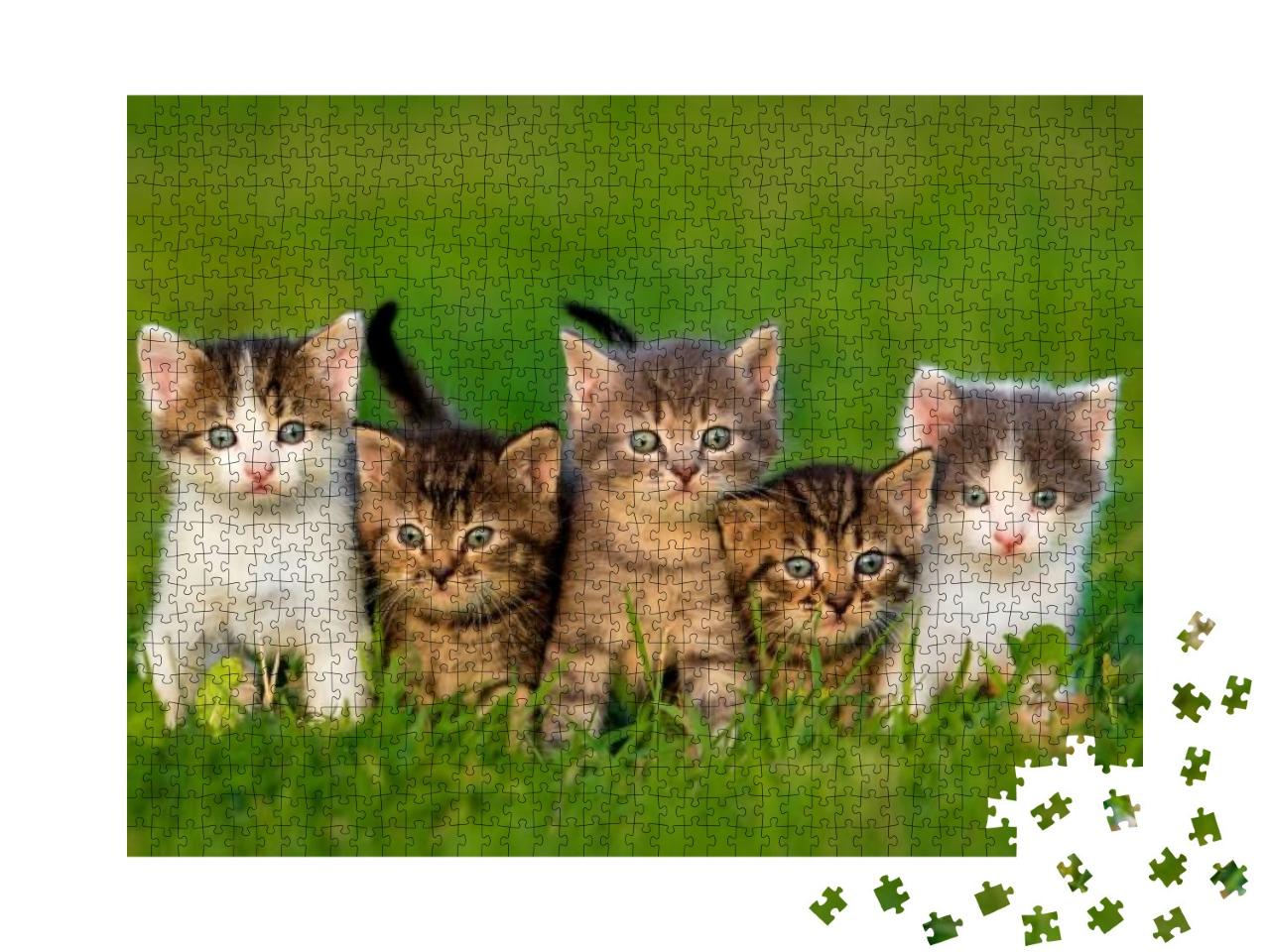 Group of Five Little Kittens Sitting on the Grass... Jigsaw Puzzle with 1000 pieces