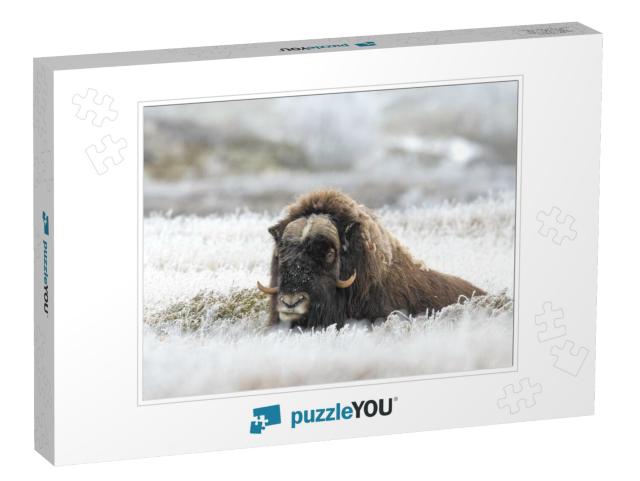 Musk Ox on Mountain... Jigsaw Puzzle