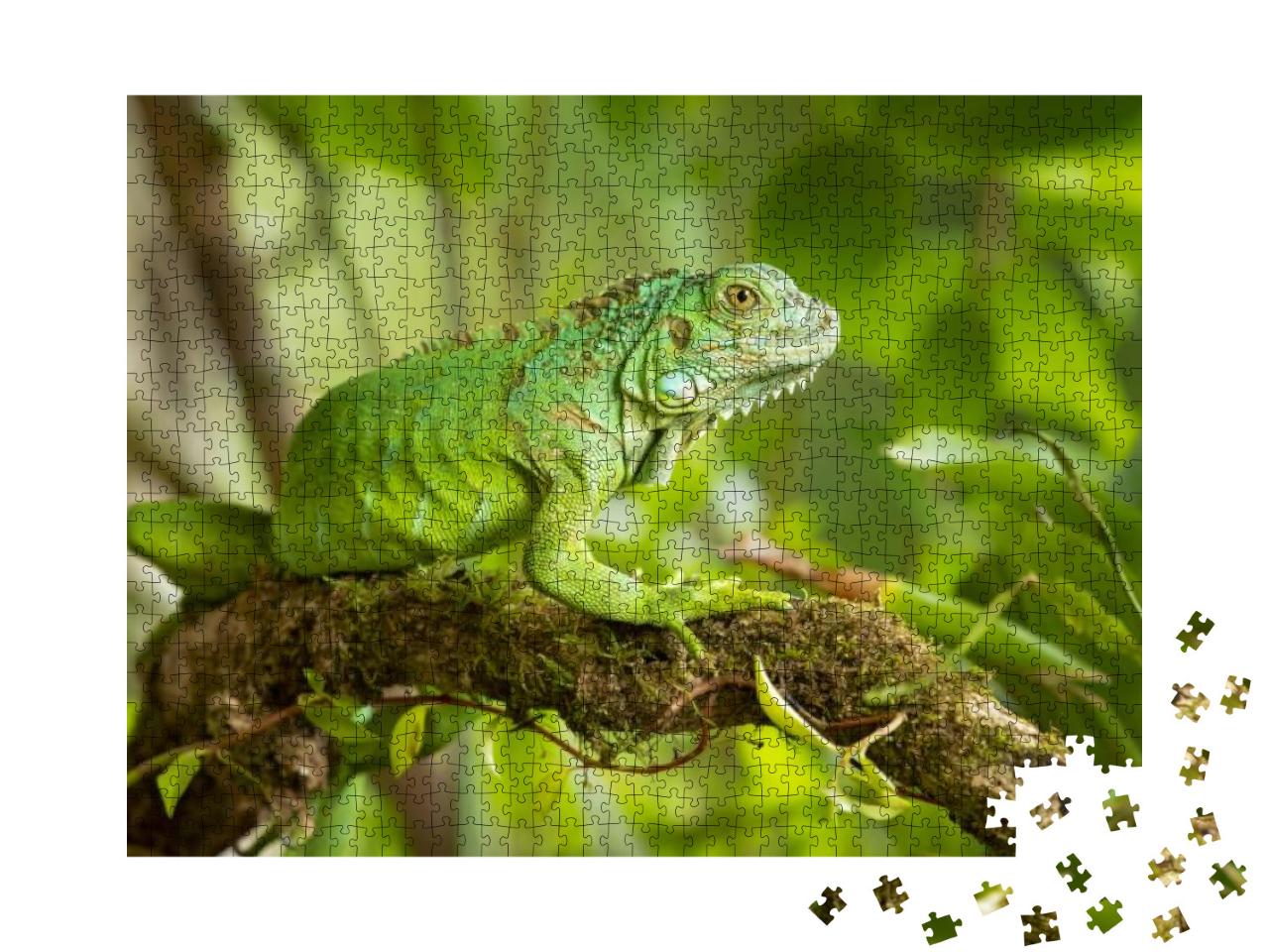 Green Iguana, Also Known as the American Iguana, is a Lar... Jigsaw Puzzle with 1000 pieces