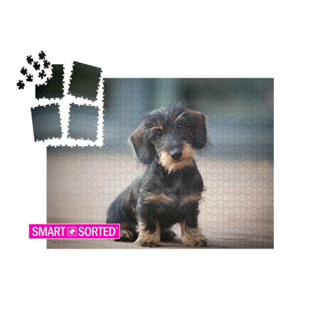 Cute & Shy Wire-Haired Miniature Dachshund Puppy Posing f... | SMART SORTED® | Jigsaw Puzzle with 1000 pieces
