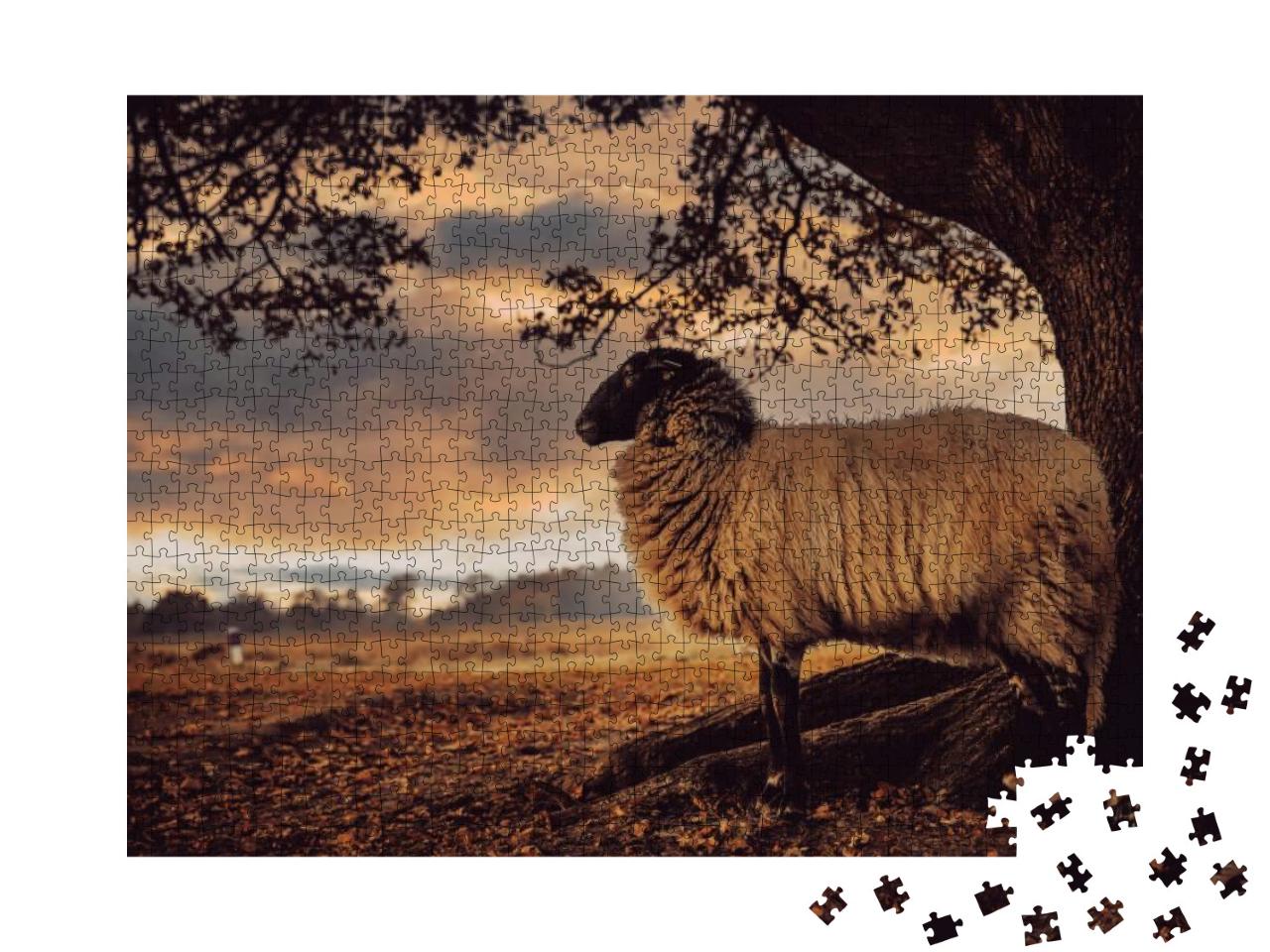 Flock Drenthe Heath Sheep Grazing National Park Dwingeler... Jigsaw Puzzle with 1000 pieces
