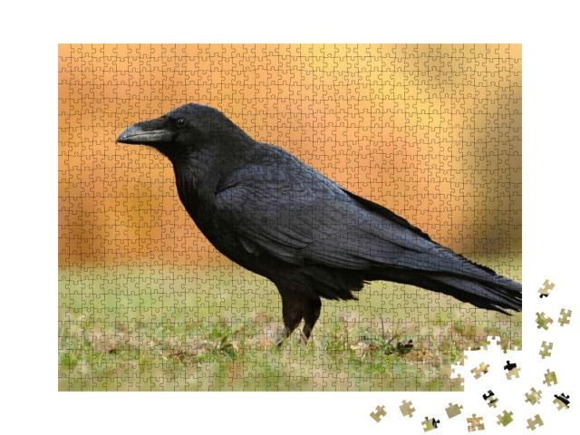 The Common Raven Corvus Corax, Also Known as the Northern... Jigsaw Puzzle with 1000 pieces