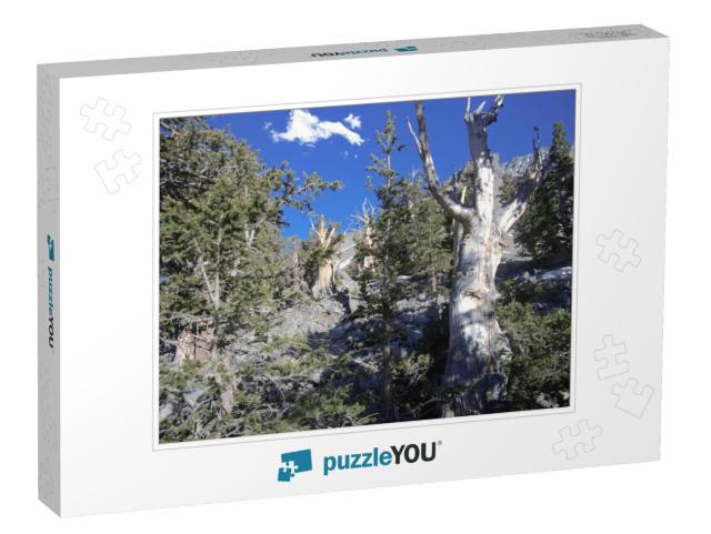 Bristlecone Pines in Great Basin National Park in Nevada_... Jigsaw Puzzle