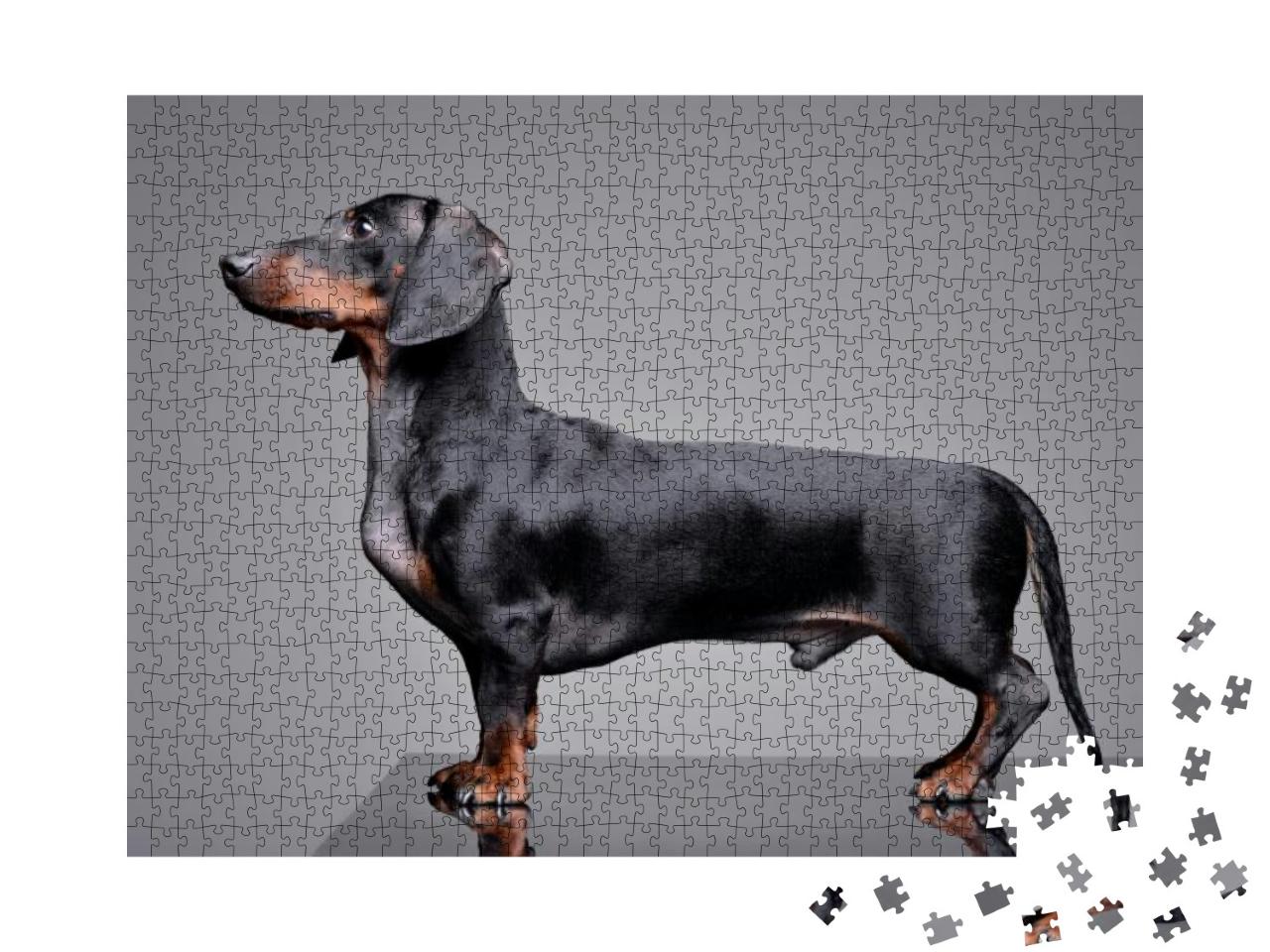 Studio Shot of an Adorable Dachshund Standing on Grey Bac... Jigsaw Puzzle with 1000 pieces