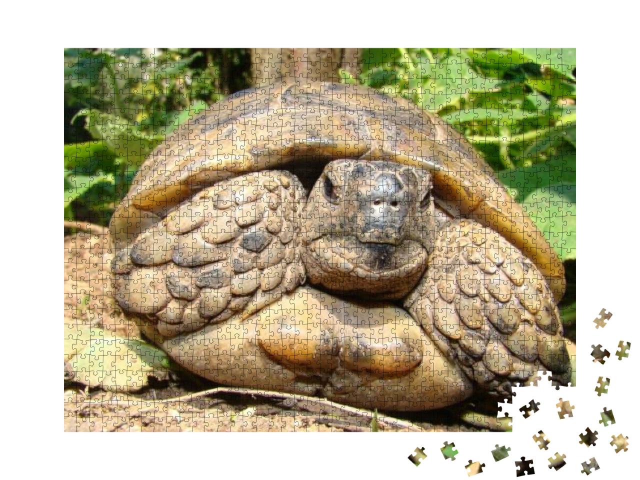 Tortoise Close Up. Tortoise Hiding in Shell in Nature, Tu... Jigsaw Puzzle with 1000 pieces