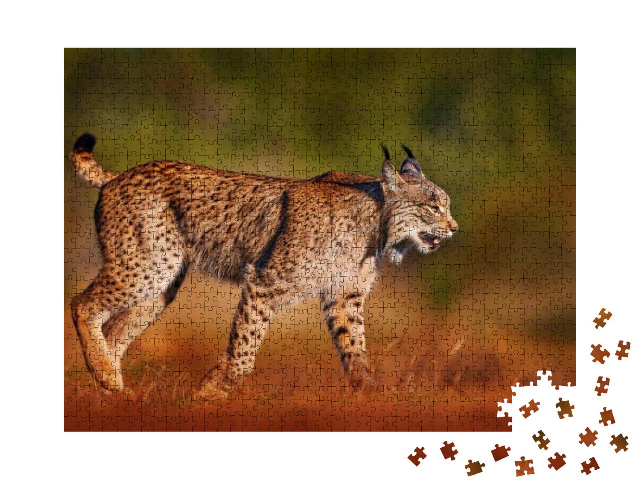 Iberian Lynx, Lynx Pardinus, Wild Cat Endemic to Iberian... Jigsaw Puzzle with 1000 pieces