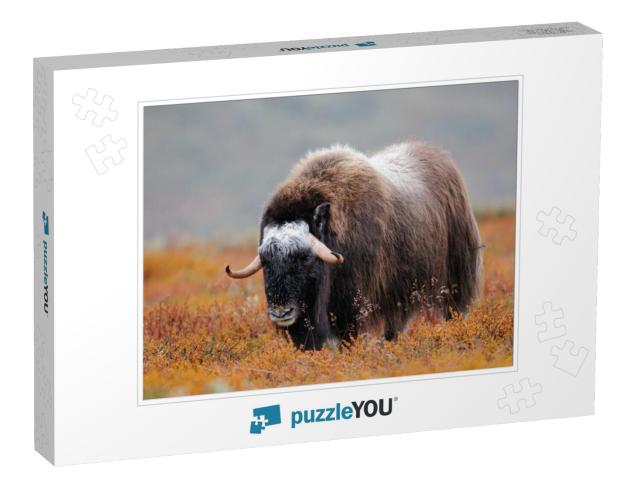 Musk Ox in a Autumn Landscape, Dovrefjell, Norway, Ovibos... Jigsaw Puzzle