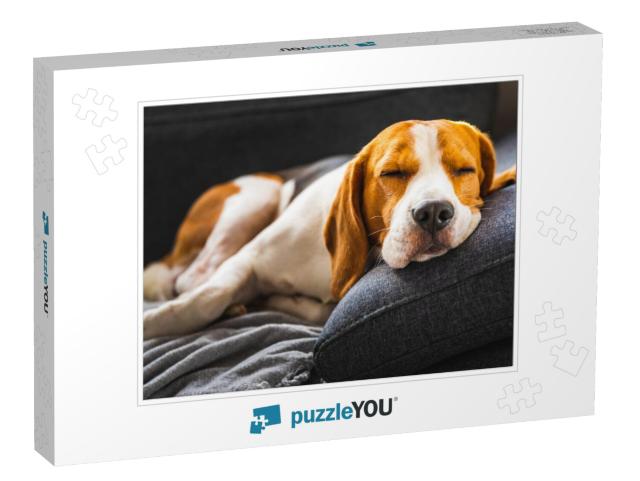 Adorable Beagle Hound in Bright Interior Background. a Pe... Jigsaw Puzzle