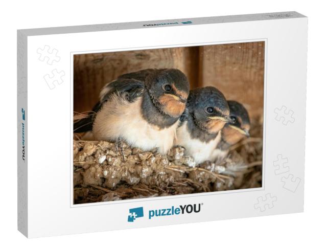 Close Up of Cute Swallow Chicks in the Nest Waiting Patie... Jigsaw Puzzle