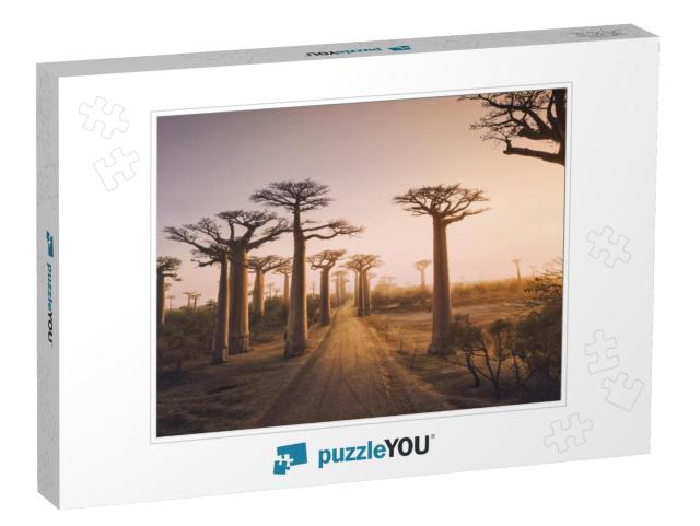 Beautiful Baobab Trees At Sunset At the Avenue of the Bao... Jigsaw Puzzle