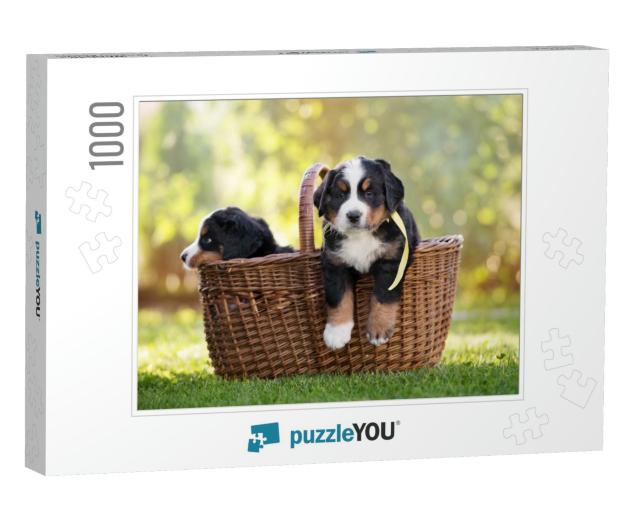Bernese Mountain Puppy in a Basket Outdoors... Jigsaw Puzzle with 1000 pieces