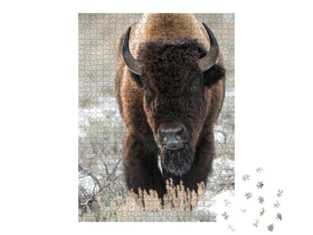 Bison, Buffalo... Jigsaw Puzzle with 1000 pieces