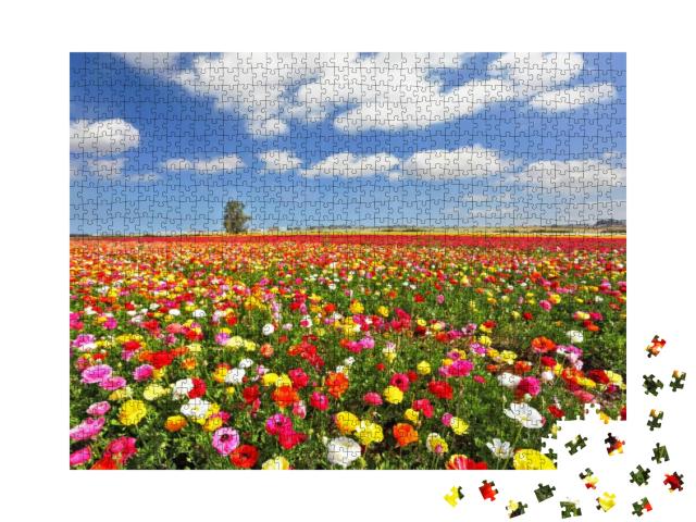The Boundless Field, Blooming Colorful Garden Buttercups... Jigsaw Puzzle with 1000 pieces
