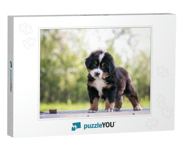 Bernese Mountain Dog Puppy Outside. So Cute & Small Berne... Jigsaw Puzzle