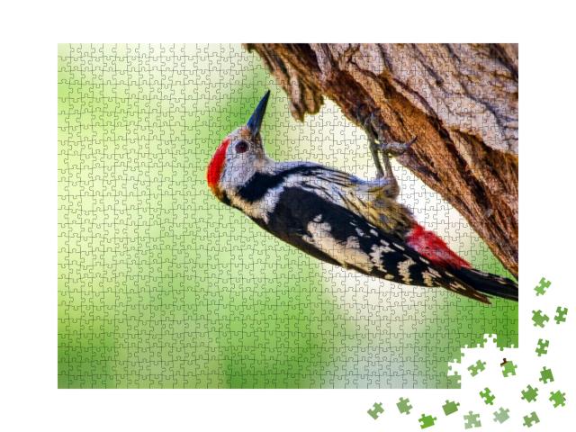 Cute Woodpecker on Tree. Green Forest Background. Bird Mi... Jigsaw Puzzle with 1000 pieces