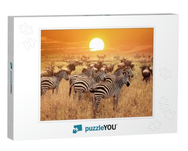 Zebra At Sunset in the Serengeti National Park. Africa. T... Jigsaw Puzzle